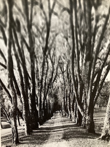Willow Path