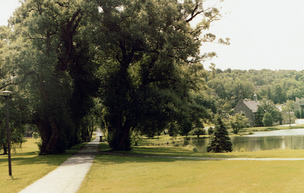 Willow Path
